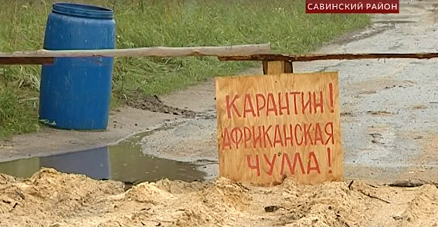  В Ивановской области проходят учения по ликвидации очага африканской чумы свиней 