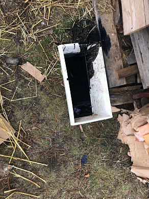  В Ивановской области живодеры разгромили поселение собак 