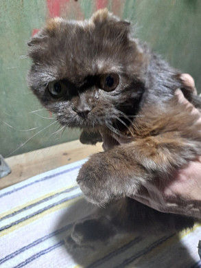 У кошки без ушей и хвоста обнаружили генетический дефект 