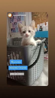 Ивановский приют для животных заполонили котята