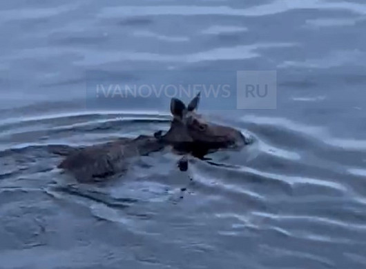  В Юрьевце на глазах гуляющих по набережной людей утонул лосенок 
