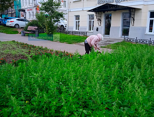 На проспекте Ленина женщина полет траву по своей инициативе