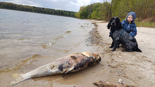 В Ивановской области на берег водохранилища выбросилась гигантская рыба