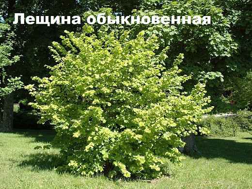 Ивановцам предлагают выбрать кустарники для озеленения города