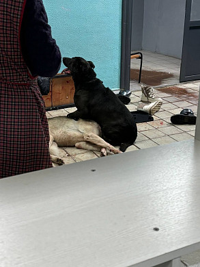 Забежавшие в тейковскую школу собаки покусали ребенка