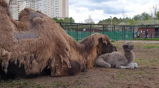 Впервые в Ивановском зоопарке родился верблюжонок-девочка