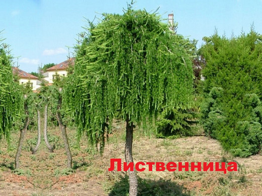  Ивановцам предлагают выбрать штамбовые деревья для озеленения города 