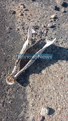 Овечьи головы, шкуры коров и кости нашли под Ивановом