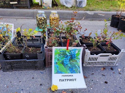 В Палехе на ярмарке можно купить "Патриота", "Президента" и настойку моли