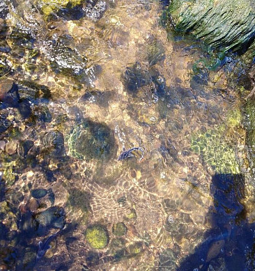  В Горьковское водохранилище выпустили молодь стерляди 