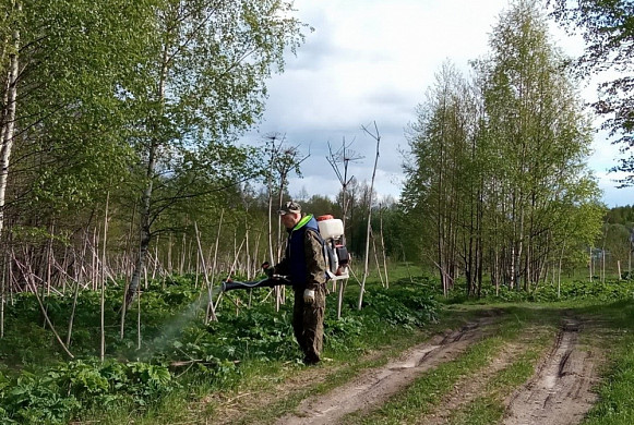В Шуйском районе началась борьба с борщевиком Сосновского