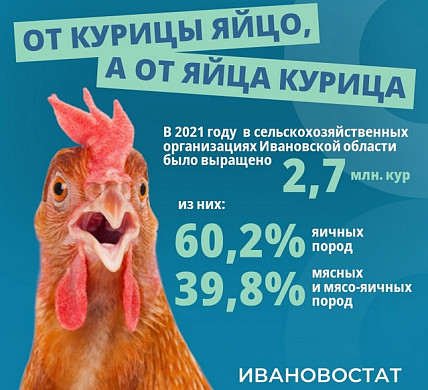 Ивановостат поздравил жителей региона с международным днем курицы