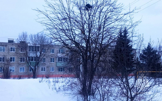 В Палехе пожарные спасли кота