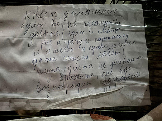 «Майский день» ищет хозяев двум брошенным крысам