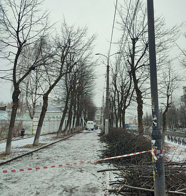  В Иванове обрезают аллею, высаженную по наказу Бурылина 
