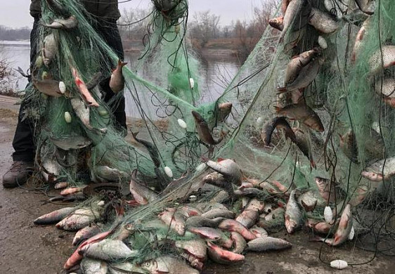 Южского браконьера приговорили к 200 часам обязательных работ