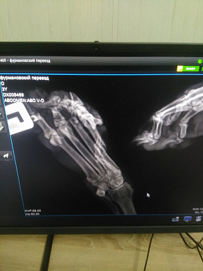 Попавшую под поезд собаку с отрезанной лапой прооперировали 