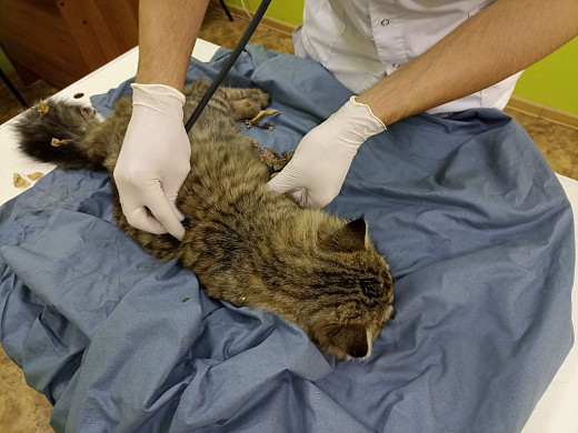  В ивановский приют за сутки поступило пять травмированных животных 