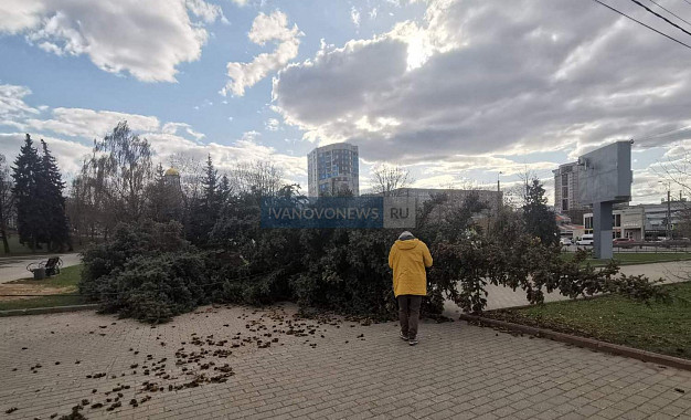 На площади Пушкина в Иванове упала не одна, а две елки 