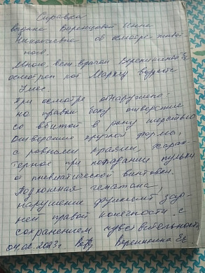 В Ивановской области из пневматики стреляют по кошкам