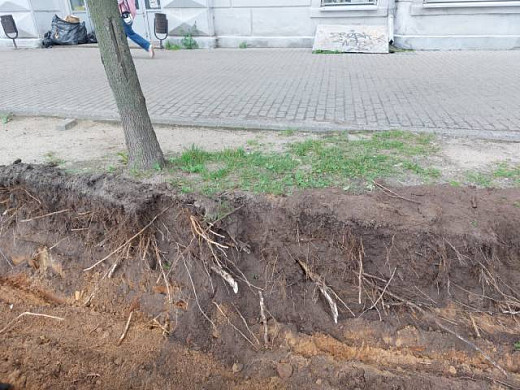 При установке бордюра на пр. Ленина страдают деревья