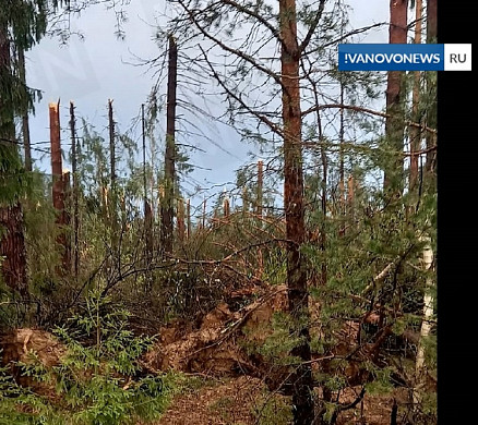 Ураган повредил 1300 га леса в двух районах Ивановской области
