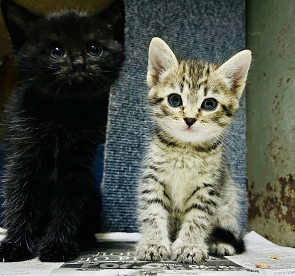 Ивановцы пошли в лес за грибами, а вернулись с котятами