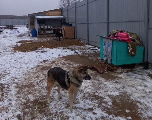 Шуйский приют «Хвостики» обживается на новом месте