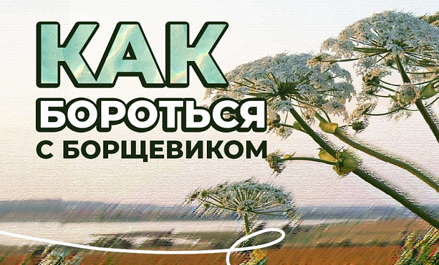 В Ивановской области продолжается борьба с борщевиком