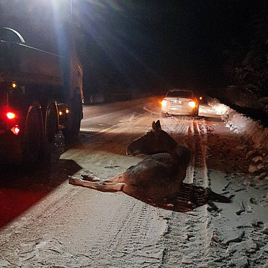  В Ивановской области никто не смог помочь раненому в ДТП лосю 