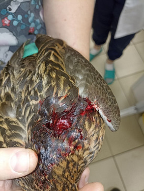 В Иванове выхаживают попавшую в ДТП утку и двух больных неясытей