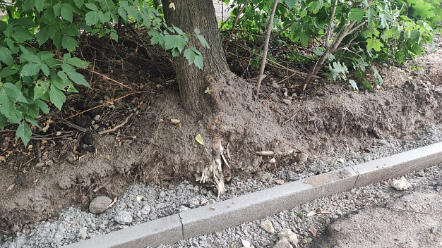 В Иванове во время работ по благоустройству, изувечили здоровые деревья и кусты