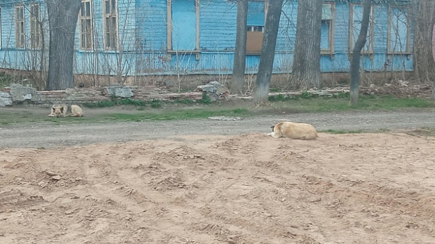  Глава Следственного комитета взял на контроль проверку нападений собак на детей в Иванове 