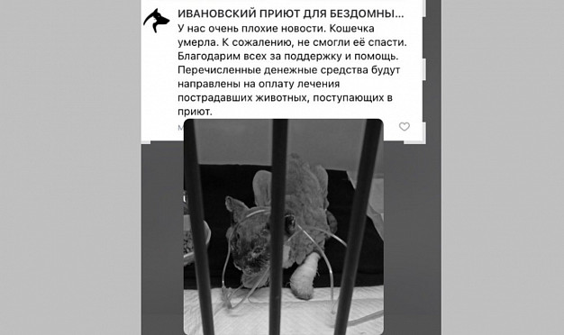  Обгоревшую на пожаре в Иванове кошку спасти не удалось 