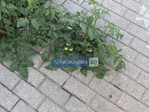 В центре Иванова из тротуарной плитки выросли помидоры