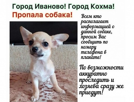 В Ивановской области пропавшую чихуахуа нашли спустя 42 дня 