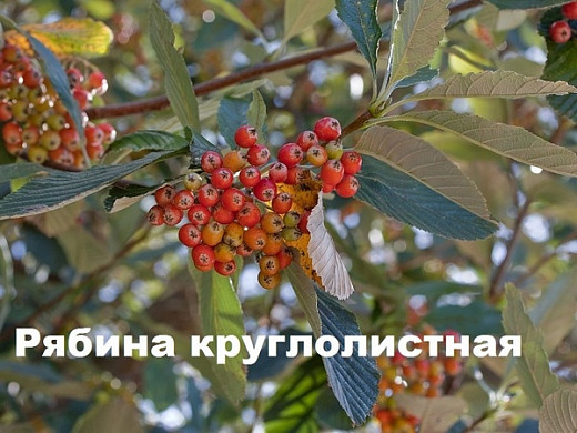  Ивановцам предлагают выбрать деревья для городских улиц 