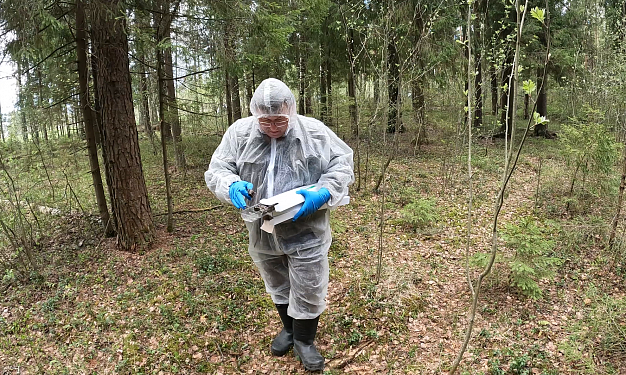 В Ивановской области началась массовая вакцинация диких животных
