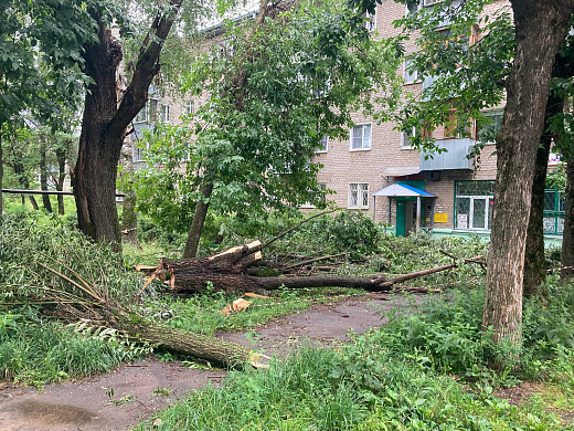  Аварийное дерево на 2-й Лагерной могло треснуть из-за неправильного кронирования 