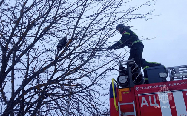 В Палехе пожарные спасли кота