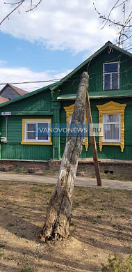 В Кохме засохшее дерево накренилось на 45 градусов и готово упасть на жителей