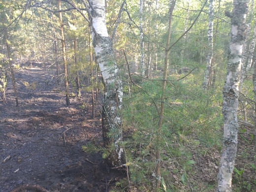 Количество лесных пожаров в Ивановской области выросло в 3 раза