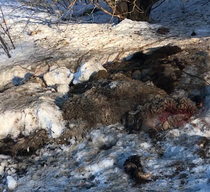  В Тейковском районе обнаружили свалку шкур и костей 