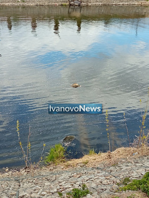 Трупы всплывших в Уводи собак вытащили и увезли на исследование причин гибели животных