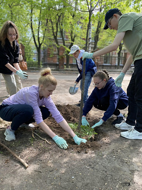 На улице Фролова в Иванове восстанавливают памятник природы - липовую аллею