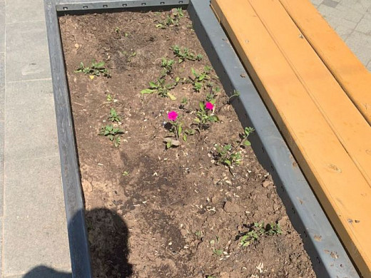 Из цветников на площади Ленина украли саженцы петуний