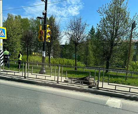 Забредшего в Иваново лося усыпили