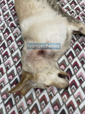 В Иванове изрезанную ножом собаку выкинули из окна девятиэтажки 