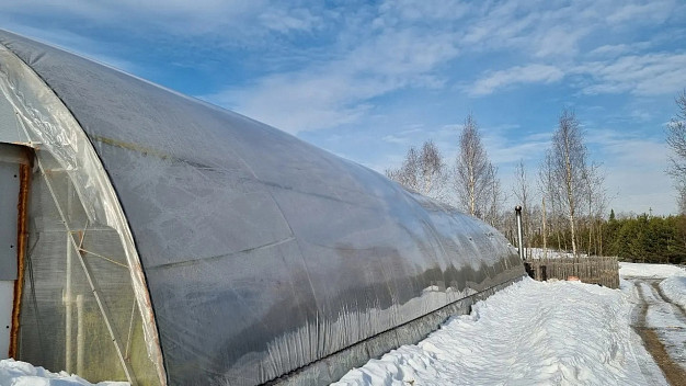 В питомниках Лежневского района в больших объемах выращивают цветы, лук и зелень 