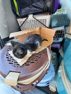 В Иваново привезли 40 кошек из Мариуполя